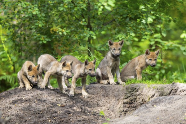 Eurasian wolf (Canis lupus lupus) cubs (youngster) on a little sand hill in the forest, Hesse, Germany