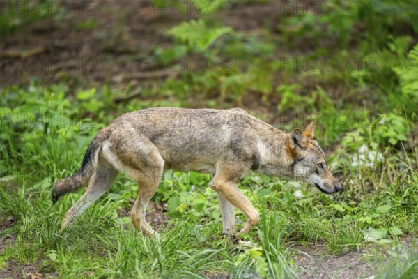 Eurasian wolf (Canis lupus lupus) walking in a forest, Hesse, Germany