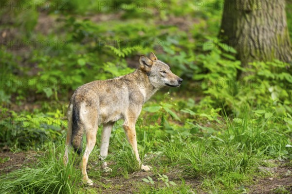 Eurasian wolf (Canis lupus lupus) standing in a forest, Hesse, Germany