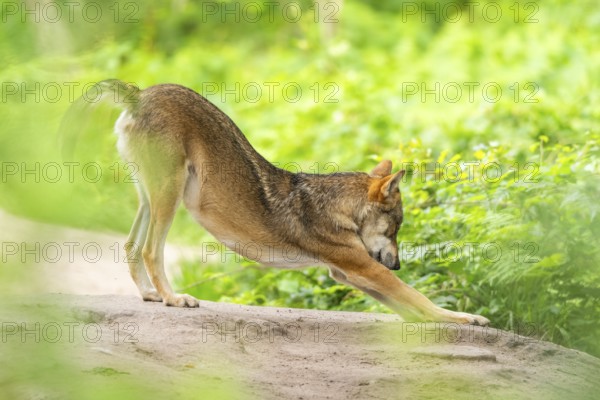 Eurasian wolf (Canis lupus lupus) standing on a little sand hill in the forest, Hesse, Germany