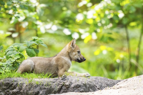 Eurasian wolf (Canis lupus lupus) cub (youngster) lying on a little sand hill in the forest, Hesse, Germany