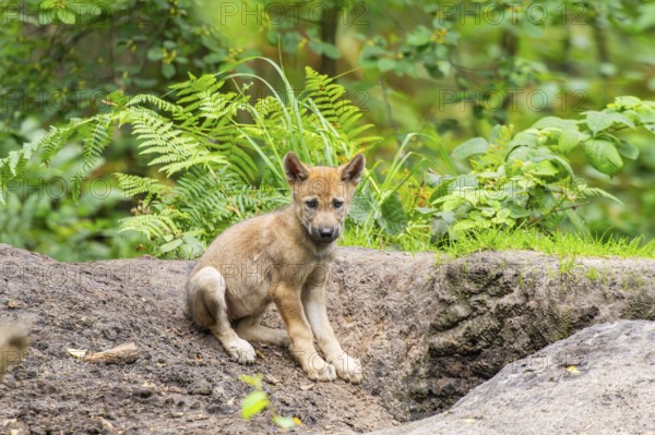 Eurasian wolf (Canis lupus lupus) cub (youngster) sitting on a little sand hill in the forest, Hesse, Germany