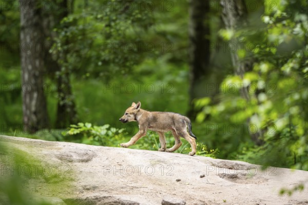 Eurasian wolf (Canis lupus lupus) cub (youngster) walking on a little sand hill in the forest, Hesse, Germany