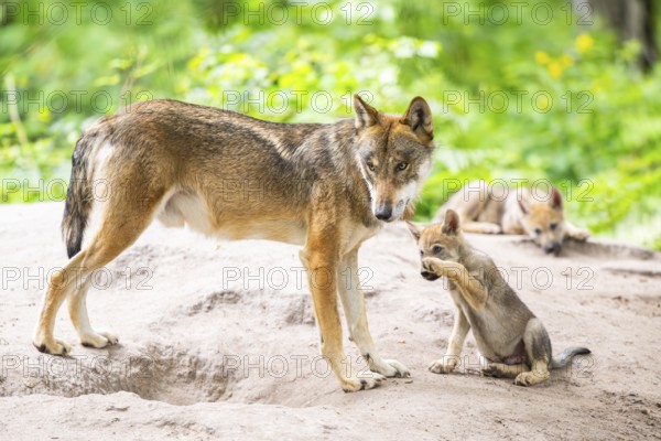 Eurasian wolf (Canis lupus lupus) mother playing with her cub (youngster) on a little sand hill in the forest, Hesse, Germany
