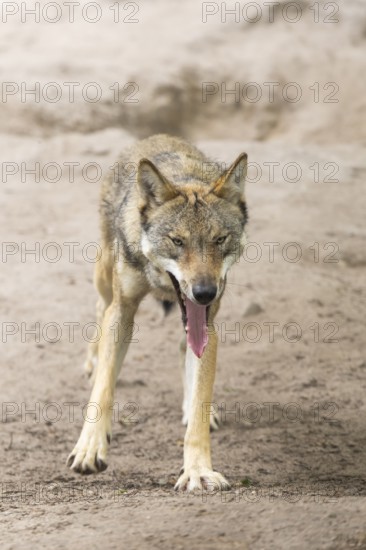 Eurasian wolf (Canis lupus lupus) standing on a little sand hill in the forest, Hesse, Germany