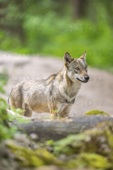 Eurasian wolf (Canis lupus lupus) standing in a forest, Hesse, Germany