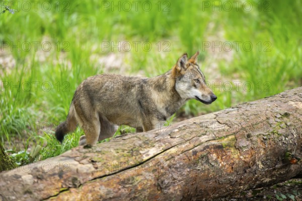 Eurasian wolves (Canis lupus lupus), walking in the forest, Hesse, Germany