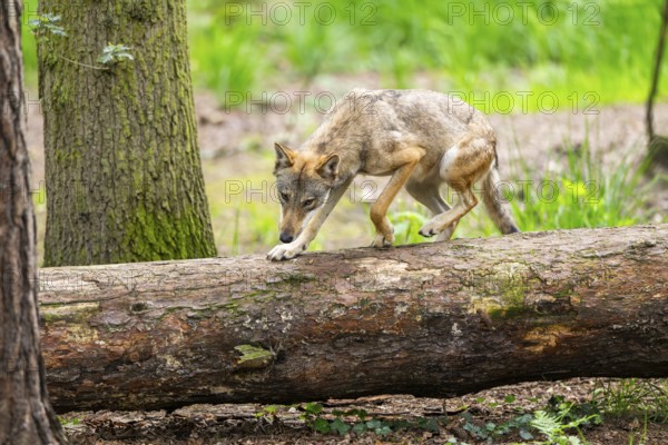 Eurasian wolf (Canis lupus lupus) jumping over a tree trunk in a forest, Hesse, Germany