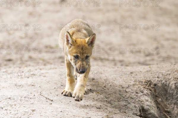 Eurasian wolf (Canis lupus lupus) cub (youngster) walking on a little sand hill in the forest, Hesse, Germany