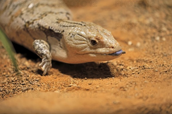 Blue-tongued skink (Tiliqua scincoides), adult, on ground, threatening, portrait, Australia, Germany