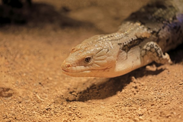 Blue-tongued skink (Tiliqua scincoides), adult, on the ground, foraging, alert, portrait, Australia, Germany