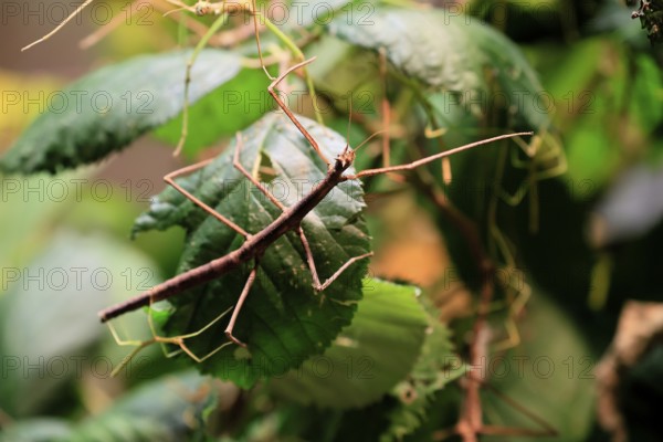 Annam stick insect (Medauroidea extradentata), Vietnamese stick insect, ghost insect, adult, foraging, feeding, camouflage, in foliage, Vietnam