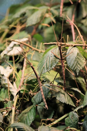 Annam stick insect (Medauroidea extradentata), Vietnamese stick insect, ghost insect, adult, two, foraging, feeding, camouflage, in foliage, Vietnam