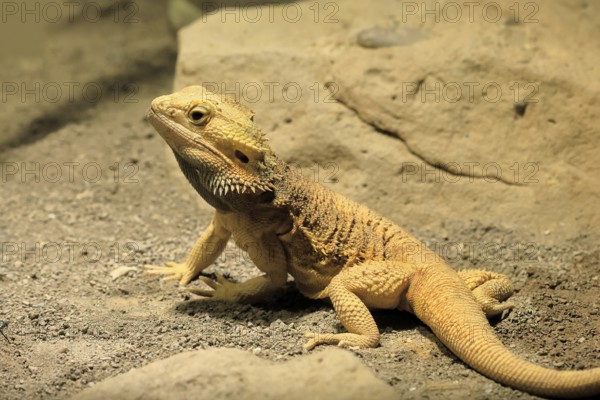 Bearded dragon (Pogona), adult, foraging, on the ground, Australia