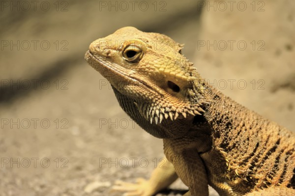 Bearded dragon (Pogona), adult, foraging, on the ground, portrait, Australia