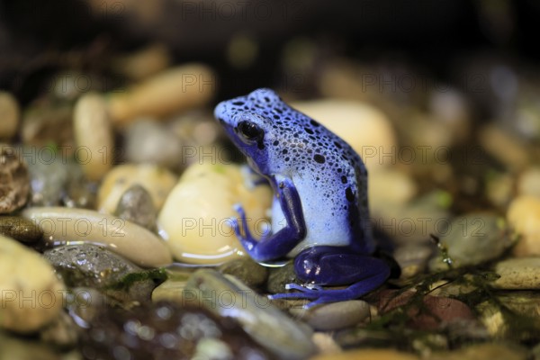 Blue poison dart frog (Dendrobates tinctorius), Blue poison dart frog, adult, alert, in water, South America
