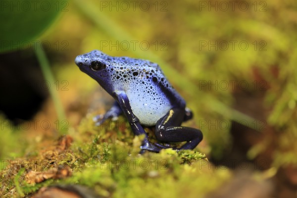 Blue poison dart frog (Dendrobates tinctorius), Blue poison dart frog, adult, alert, South America