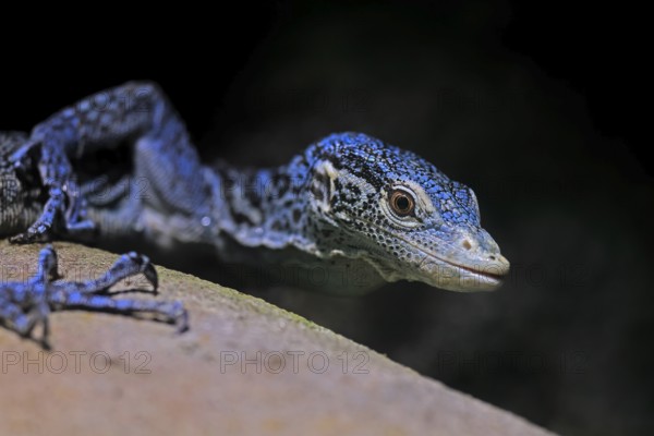 Blue-spotted tree monitor (Varanus macraei), MacRae's monitor, adult, portrait, alert, Southeast Asia