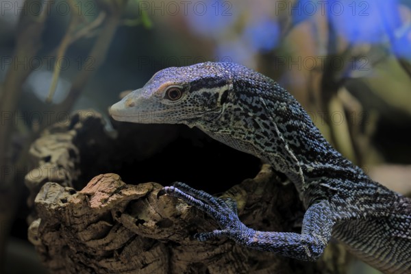 Blue-spotted tree monitor (Varanus macraei), MacRae's monitor, adult, portrait, resting, Southeast Asia