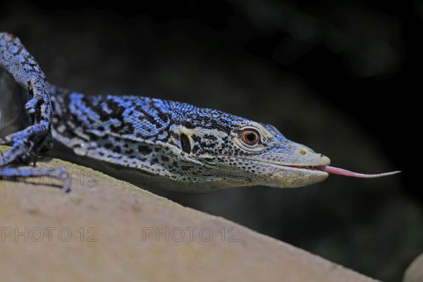 Blue-spotted tree monitor (Varanus macraei), MacRae's monitor, adult, portrait, feeding, Southeast Asia