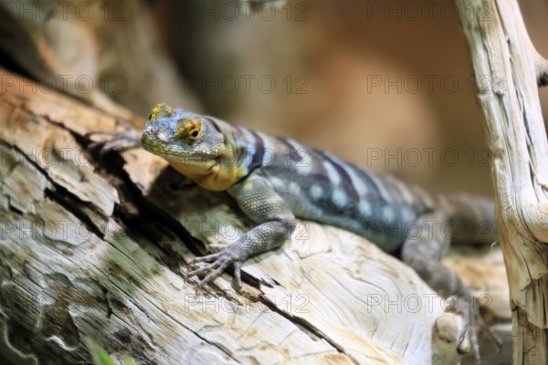 Blue rock iguana (Petrosaurus thalassinus), adult, on tree trunk, Latin America