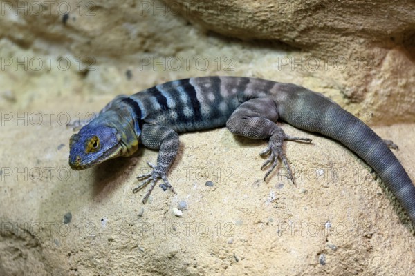 Blue rock iguana (Petrosaurus thalassinus), adult, on rocks, Latin America
