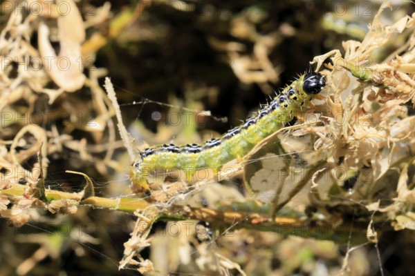 Box tree moth (Cydalima perspectalis), caterpillar, feeding on boxwood, clear feeding, Ellerstadt, Rhineland Palatinate, Germany