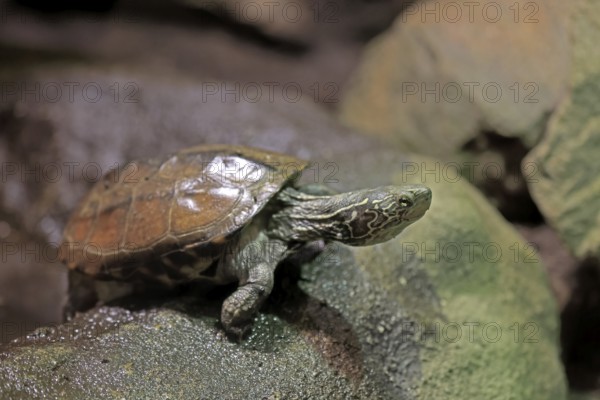 Chinese three-legged turtle (Mauremys reevesii), adult, on rocks, foraging, vigilant, stream turtle, China