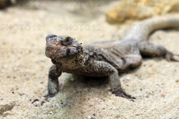 Chuckwalla (Common Chuckwalla ater), adult, on the ground, foraging, Southwest USA, North America, Germany