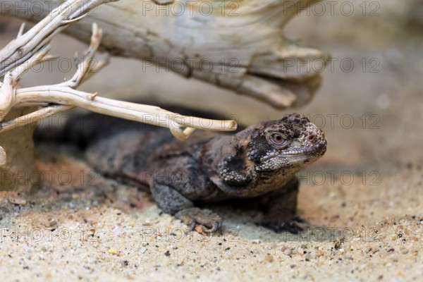 Chuckwalla (Common Chuckwalla ater ater), adult, on the ground, foraging, Southwest USA, North America
