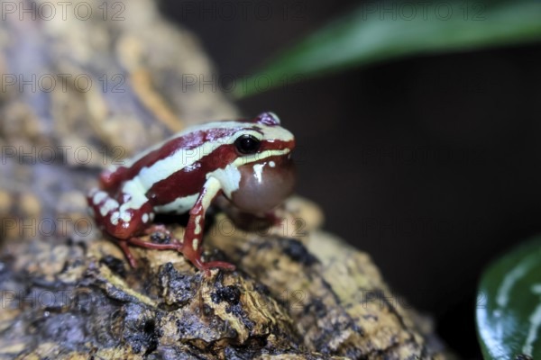 Three-striped Woodcreeper (Epipedobates tricolor), adult, calling, on tree, Ecuador, South America
