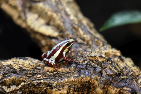 Three-striped Woodcreeper (Epipedobates tricolor), adult, on tree, Ecuador, South America