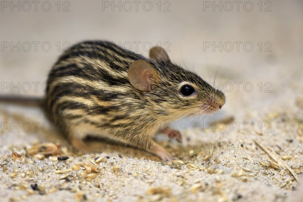 Typical striped grass mouse (Lemniscomys striatus), adult, on ground, alert, foraging, East Africa, West Africa