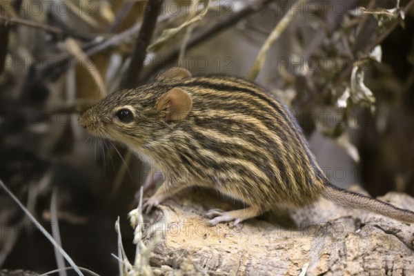 Typical striped grass mouse (Lemniscomys striatus), adult, on rocks, alert, foraging, East Africa, West Africa