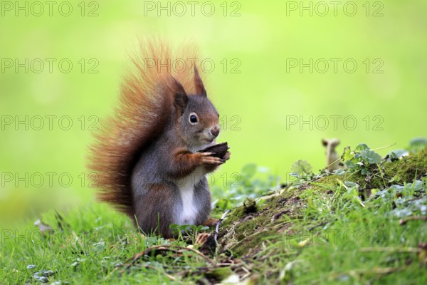 Squirrel (Sciurus vulgaris), adult, in a meadow, eating, with food, walnut, Mannheim, Germany