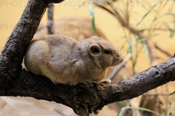 Common gundi (Ctenodactylus gundi), adult, on tree, alert, North Africa