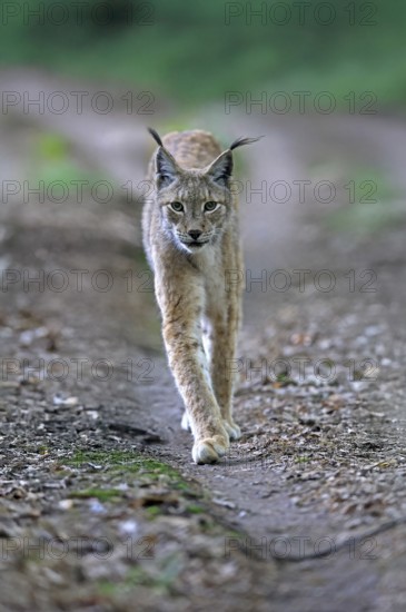 Eurasian lynx (Lynx lynx), adult, stalking, alert, in forest, Hesse, Germany, Europe, captive