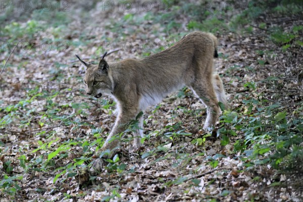 Eurasian lynx (Lynx lynx), adult, stalking, alert, in forest, Hesse, Germany, Europe, captive