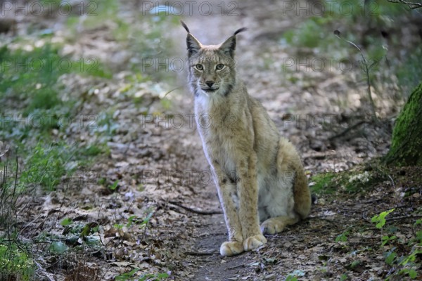Eurasian lynx (Lynx lynx), adult, female, sitting, alert, in forest, Hesse, Germany, Europe, captive