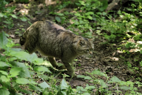 European wildcat (Felis silvestris), adult, stalking, in the forest, foraging, alert, Hesse, Germany, Europe, captive