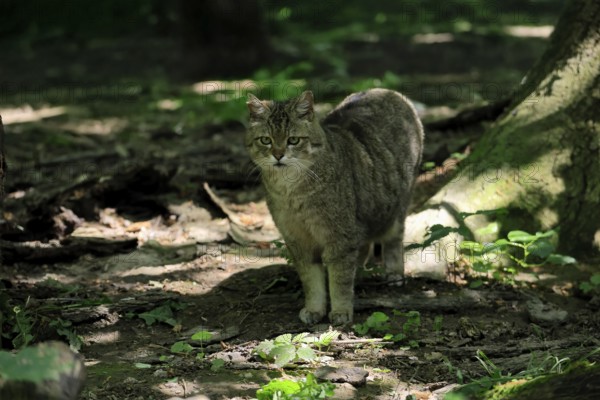 European wildcat (Felis silvestris), adult, in the forest, foraging, vigilant, Hesse, Germany, Europe, captive