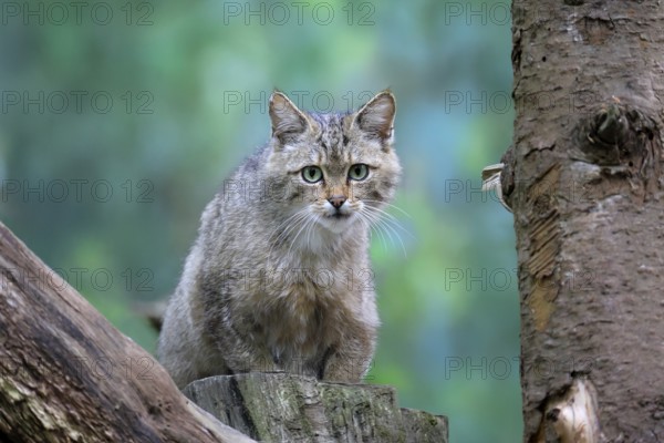 European wildcat (Felis silvestris), adult, sitting on tree trunk, alert, Hesse, Germany, Europe, captive