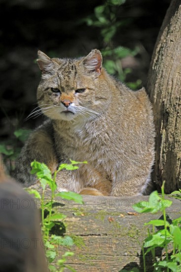 European wildcat (Felis silvestris), adult, sitting on tree trunk, alert, Hesse, Germany, Europe, captive