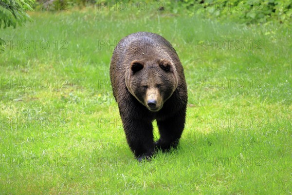 European brown bear (Ursus arctos arctos), adult, female, alert, meadow, in summer, Bavarian Forest National Park, Germany, Europe, captive