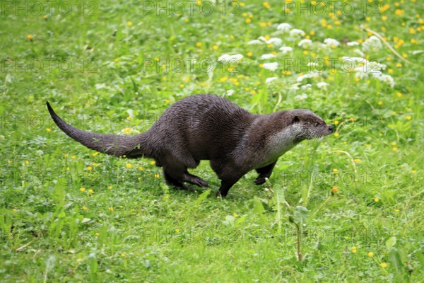 Otter (Lutra lutra), adult, on land, in a meadow, running, Bavarian Forest National Park, Germany, Europe, captive