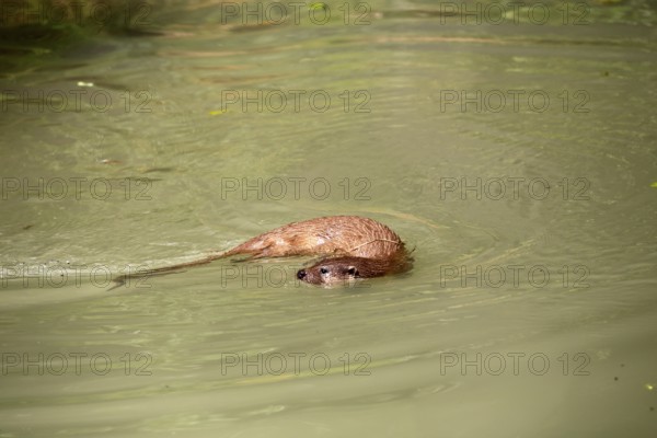 Otter (Lutra lutra), adult, in the water, foraging, Bavarian Forest National Park, Germany, Europe, captive