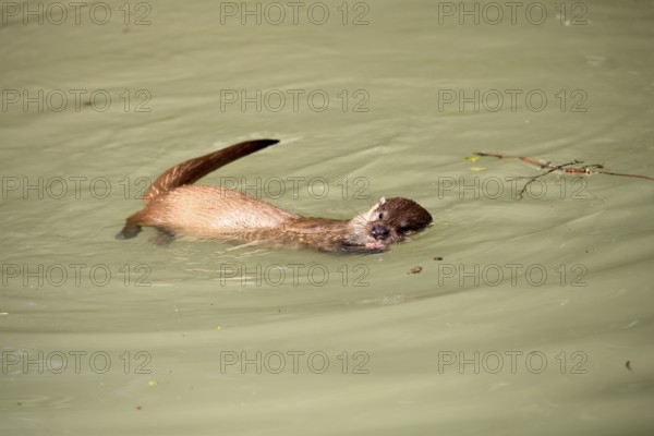 Otter (Lutra lutra), adult, in water, feeding, Bavarian Forest National Park, Germany, Europe, captive