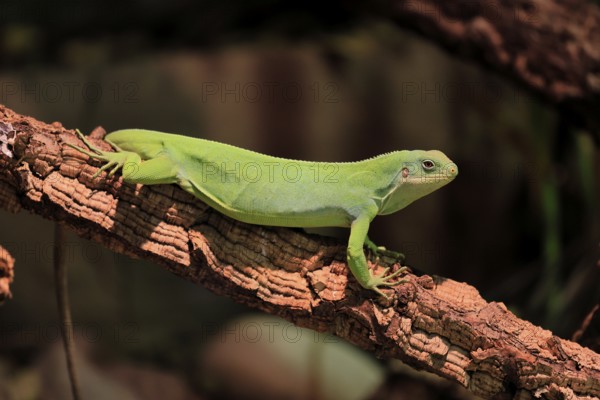 Banded Fiji Iguana (Brachylophus fasciatus), adult, on tree, alert, portrait, Tonga, Fiji, Oceania, captive