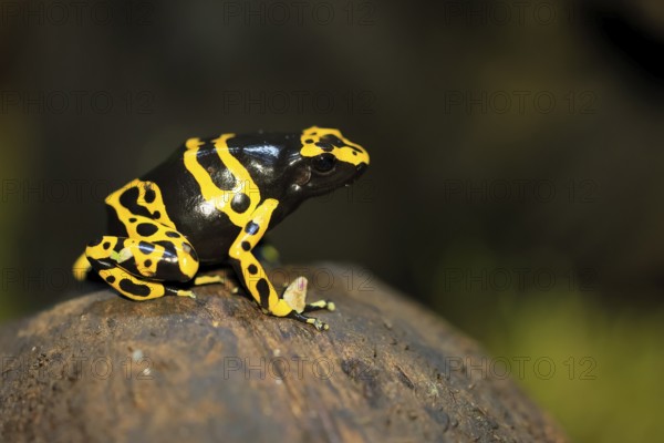 Yellow-banded poison dart frog (Dendrobates leucomelas), adult, alert, South America, captive