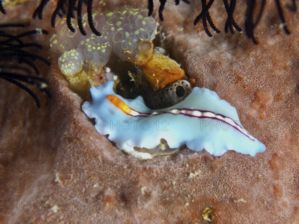 White and blue flatworm with orange stripes, racing stripe whirlpool worm (Pseudoceros bifurcus), on sea sponge. Dive site Spice Reef, Penyapangan, Bali, Indonesia
